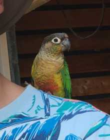 Lost Conure