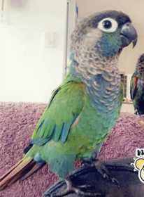 Lost Conure