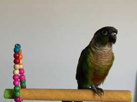 Lost Conure