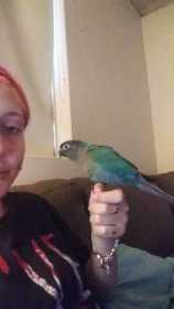 Lost Conure