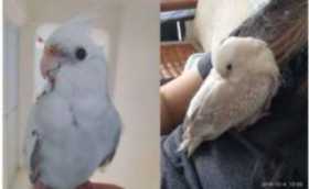 Lost Cockatiel