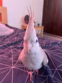 Lost Cockatiel