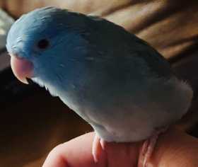 Lost Parrotlet