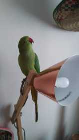 Lost Indian Ringneck Parakeet