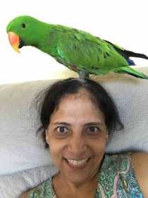 Lost Eclectus