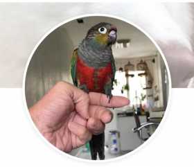 Lost Conure