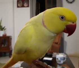 Lost Indian Ringneck Parakeet