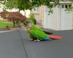 Lost Conure