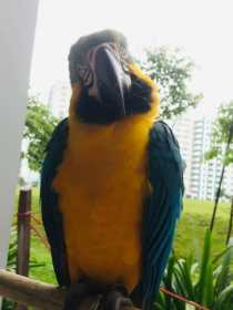 Lost Macaw