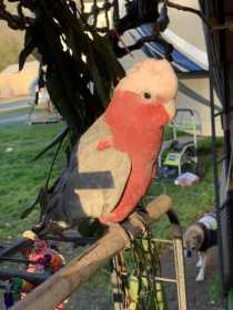 Lost Galah Cockatoo