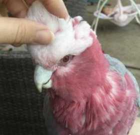 Lost Galah Cockatoo