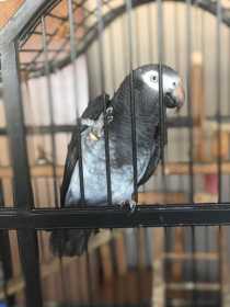 Lost African Grey