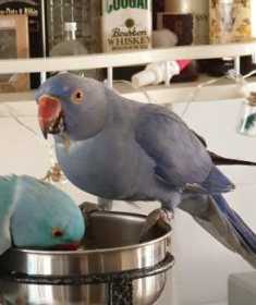 Lost Indian Ringneck Parakeet