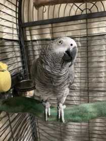 Lost African Grey