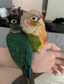 Lost Conure