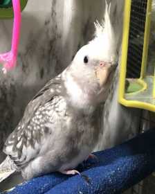 Lost Cockatiel