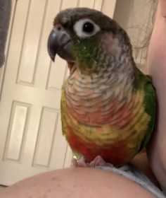 Lost Conure