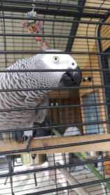 Lost African Grey