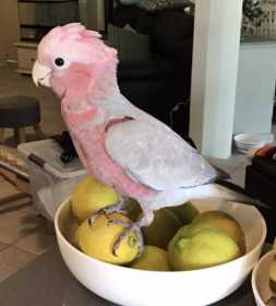 Lost Galah Cockatoo