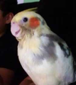 Lost Cockatiel