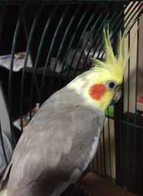 Lost Cockatiel