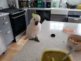 Lost Cockatoo