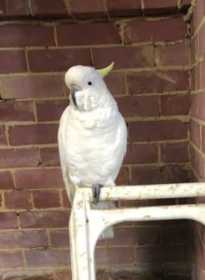 Lost Cockatoo