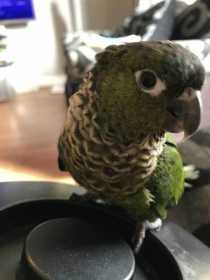 Lost Conure