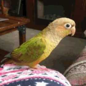 Lost Conure