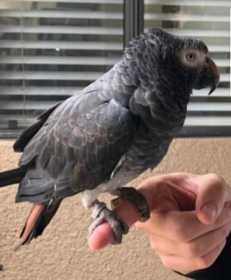 Lost African Grey