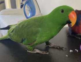 Lost Eclectus