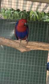 Lost Eclectus