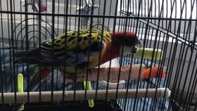 Lost Rosella