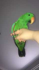 Lost Eclectus