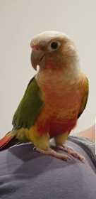 Lost Conure