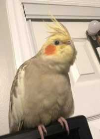 Lost Cockatiel