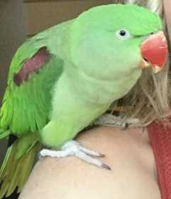 Lost Alexandrine