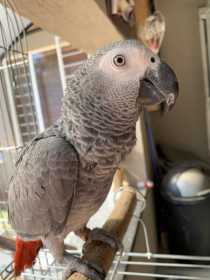 Lost African Grey