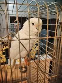 Lost Cockatoo