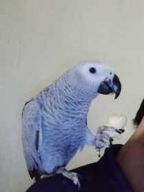 Lost African Grey