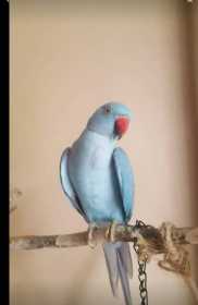 Lost Indian Ringneck Parakeet