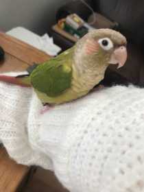 Lost Conure