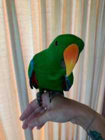 Lost Eclectus