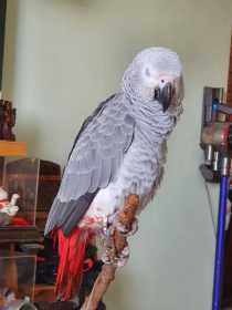 Lost African Grey