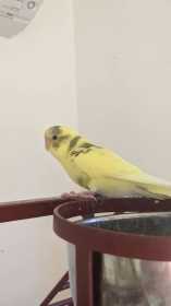 Lost Budgerigar