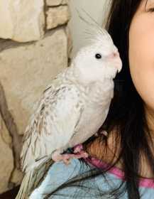 Lost Cockatiel