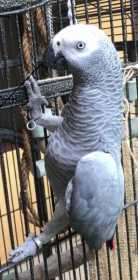 Lost African Grey