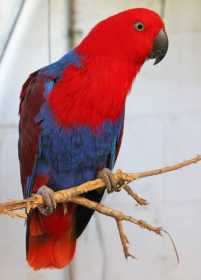 Lost Eclectus