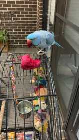 Lost Indian Ringneck Parakeet