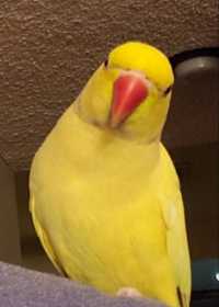 Lost African Ringneck Parakeet